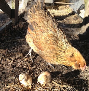 chicken chicken