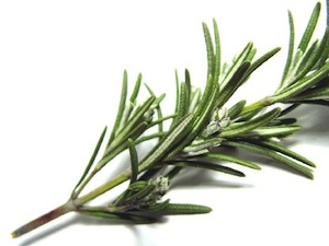 rosemary rosemary